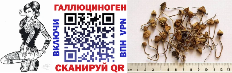 Псилоцибиновые грибы Psilocybine cubensis Солигалич